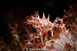 Soft coral crab (Hoplophrys oatesii) taken in Cebu Philip... by Mani Craciunescu 
